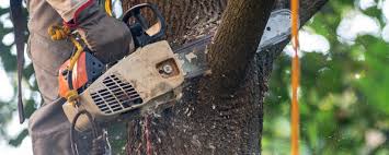 Best Hedge Trimming  in West Baraboo, WI