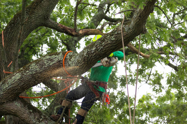 Best Root Management and Removal  in West Baraboo, WI