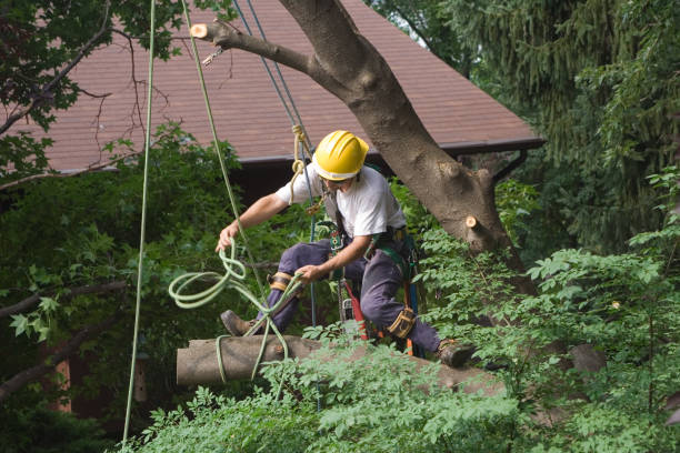 Best Tree Mulching  in West Baraboo, WI