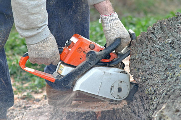 Best Tree and Shrub Care  in West Baraboo, WI