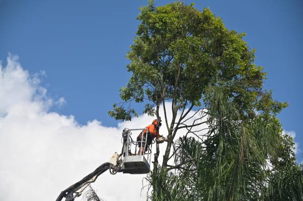 How Our Tree Care Process Works  in  West Baraboo, WI