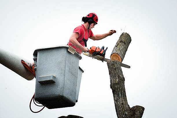 Best Tree Health Inspection  in West Baraboo, WI