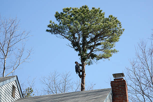 West Baraboo, WI Tree Services Company